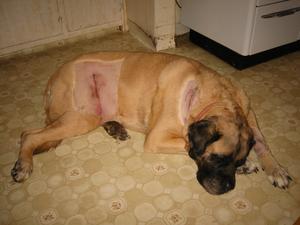 Click to embiggen and see the horrific scars better