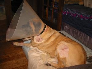 laying.jpg