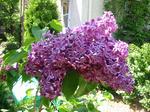 Every year when the lilacs bloom I just love the smell. My lilac bushes are only 2 years old, but this one puts out the most succulent, beautiful blooms ever. They're a darker purple than my other bushes.